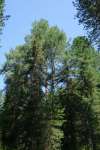 Лиственница сибирская (Larix sibirica)