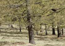 Лиственница сибирская (Larix sibirica)