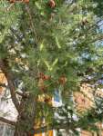 Лиственница сибирская (Larix sibirica)