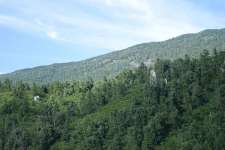 Лиственница сибирская (Larix sibirica)