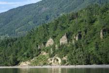 Лиственница сибирская (Larix sibirica)