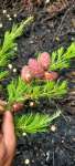 Лиственница сибирская (Larix sibirica)