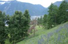 Лиственница сибирская (Larix sibirica)
