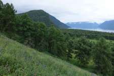 Лиственница сибирская (Larix sibirica)