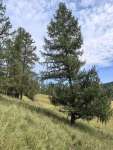 Лиственница сибирская (Larix sibirica)