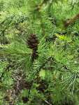 Лиственница сибирская (Larix sibirica)