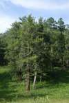 Лиственница сибирская (Larix sibirica)