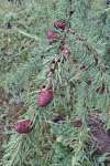 Лиственница сибирская (Larix sibirica)