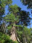 Сосна сибирская кедровая (Pinus sibirica)