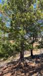 Сосна сибирская кедровая (Pinus sibirica)