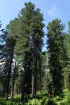 Сосна сибирская кедровая (Pinus sibirica)