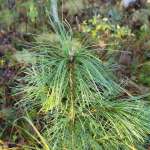 Сосна сибирская кедровая (Pinus sibirica)
