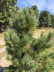 Сосна сибирская кедровая (Pinus sibirica)