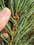 Сосна сибирская кедровая (Pinus sibirica)