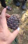 Сосна сибирская кедровая (Pinus sibirica)