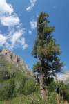 Сосна сибирская кедровая (Pinus sibirica)