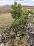 Сосна сибирская кедровая (Pinus sibirica)