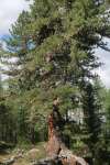 Сосна сибирская кедровая (Pinus sibirica)