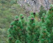Сосна сибирская кедровая (Pinus sibirica)