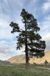 Сосна сибирская кедровая (Pinus sibirica)