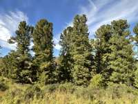 Сосна сибирская кедровая (Pinus sibirica)