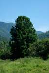 Сосна сибирская кедровая (Pinus sibirica)