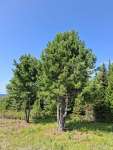 Сосна сибирская кедровая (Pinus sibirica)