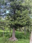 Сосна сибирская кедровая (Pinus sibirica)
