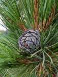 Сосна сибирская кедровая (Pinus sibirica)
