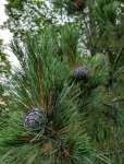 Сосна сибирская кедровая (Pinus sibirica)