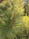 Сосна сибирская кедровая (Pinus sibirica)