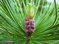 Сосна сибирская кедровая (Pinus sibirica)