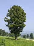 Сосна сибирская кедровая (Pinus sibirica)