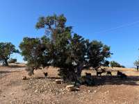 Аргановое дерево (Sideroxylon spinosum)
