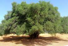 Аргановое дерево (Sideroxylon spinosum)