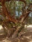 Аргановое дерево (Sideroxylon spinosum)