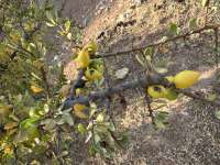 Аргановое дерево (Sideroxylon spinosum)