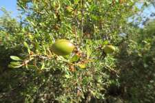 Аргановое дерево (Sideroxylon spinosum)