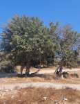 Аргановое дерево (Sideroxylon spinosum)