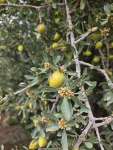Аргановое дерево (Sideroxylon spinosum)