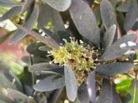 Аргановое дерево (Sideroxylon spinosum)