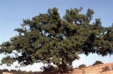 Аргановое дерево (Sideroxylon spinosum)