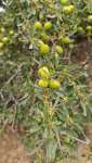 Аргановое дерево (Sideroxylon spinosum)