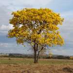 Ипе (Handroanthus serratifolius)