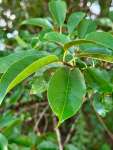 Вишня американская (Prunus serotina)