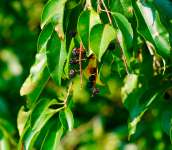 Вишня американская (Prunus serotina)