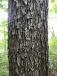 Вишня американская (Prunus serotina)