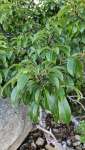Вишня американская (Prunus serotina)