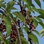 Вишня американская (Prunus serotina)