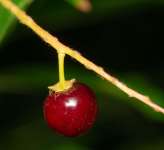 Вишня американская (Prunus serotina)